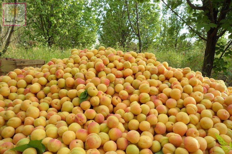 تولید سالانه ۳۰۰ هزار تن میوه در کهگیلویه و بویراحمد