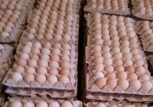 حذف شبکه دلالی در روند توزیع تخم مرغ از فردا