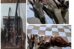 دستگیری عامل انتشار فیلم شکار بز وحشی درشبکه های اجتماعی کهگیلویه وبویراحمد