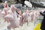 محکومیت ۷۴۵ میلیونی و الزام به عرضه کالا در شبکه رسمی یک کشتارگاه مرغ