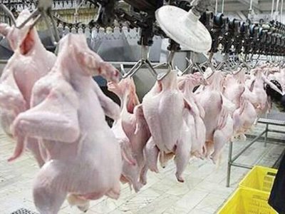 محکومیت ۷۴۵ میلیونی و الزام به عرضه کالا در شبکه رسمی یک کشتارگاه مرغ