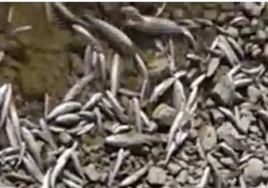 فاجعه زیست محیطی در لوداب و رودخانه مارون/مرگ ماهی‌ها در بی‌تدبیری مسئولان+فیلم