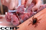 خطر شیوع بیماری تب کریمه کنگو در استان/گوشت قرمز بدون لیبل و مهر دامپزشکی نخرید