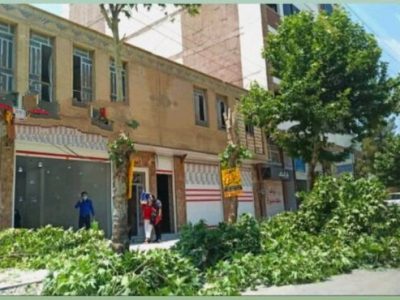 توضیحات مسؤولان در خصوص قطع درختان خیابان معلم یاسوج