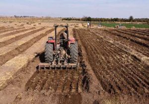 کشت پائیزه در ۲۳ هزار هکتار از اراضی کشاورزی گچساران