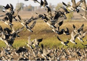 وضعیت آنفلوانزای پرندگان در استان/توصیه مهم به مردم و پرورش دهندگان طیور