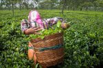 سریلانکا به جای بدهی‌اش به ایران، چای می‌دهد!