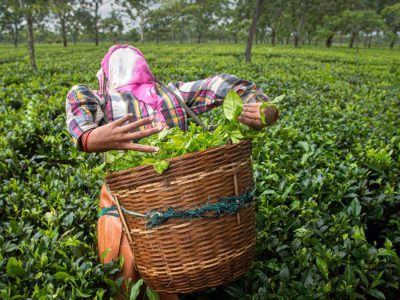 سریلانکا به جای بدهی‌اش به ایران، چای می‌دهد!
