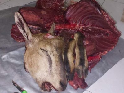 زخمی شدن دو نفر از محیط‌بانان در درگیری با شکارچیان متخلف / متخلفین متواری شدند