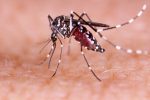 ابتلا ۶ نفر به مالاریا در گچسارن