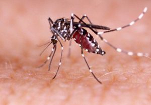 ابتلا ۶ نفر به مالاریا در گچسارن