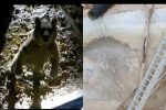 نجات سه قلاده خرس گرفتار شده در استخر آب در دنا+تصاویر